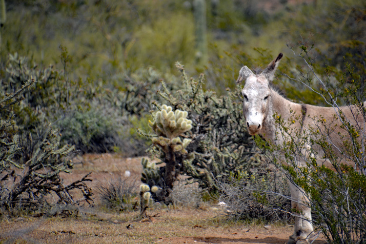 burro in desert